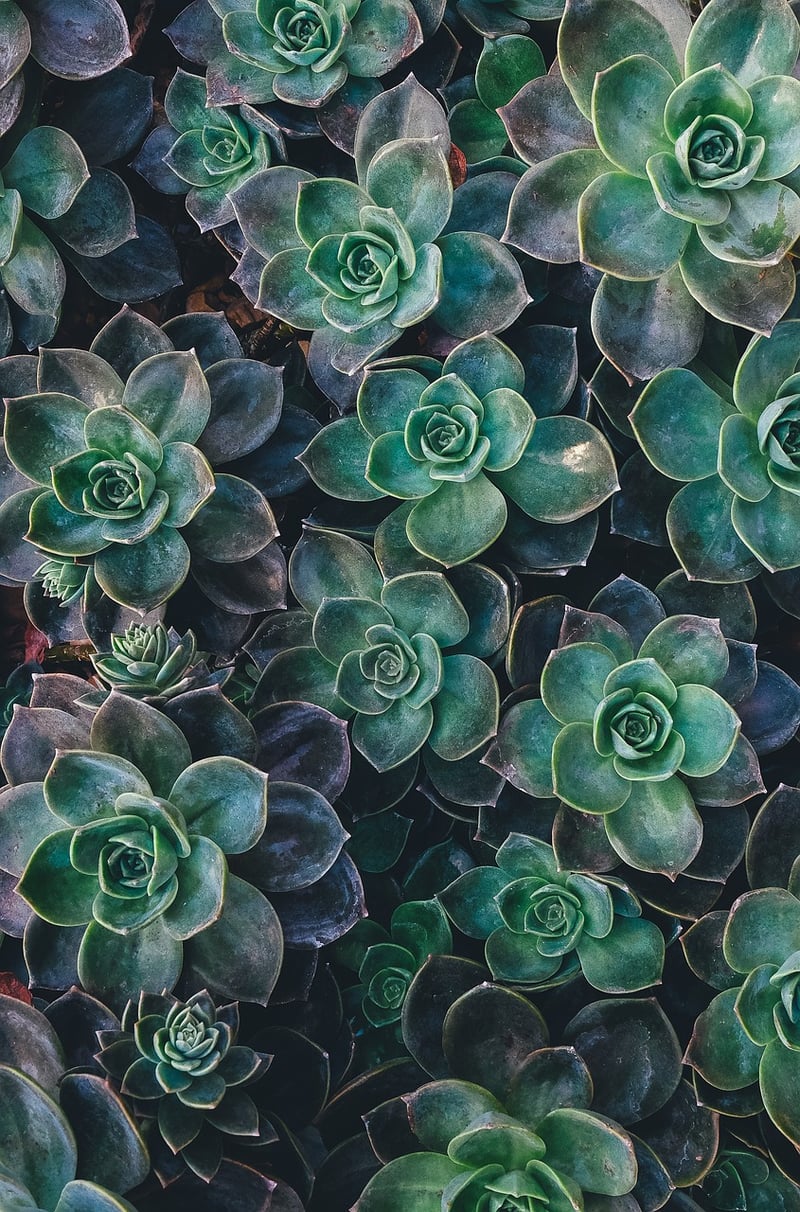 Succulent Plant Gift
